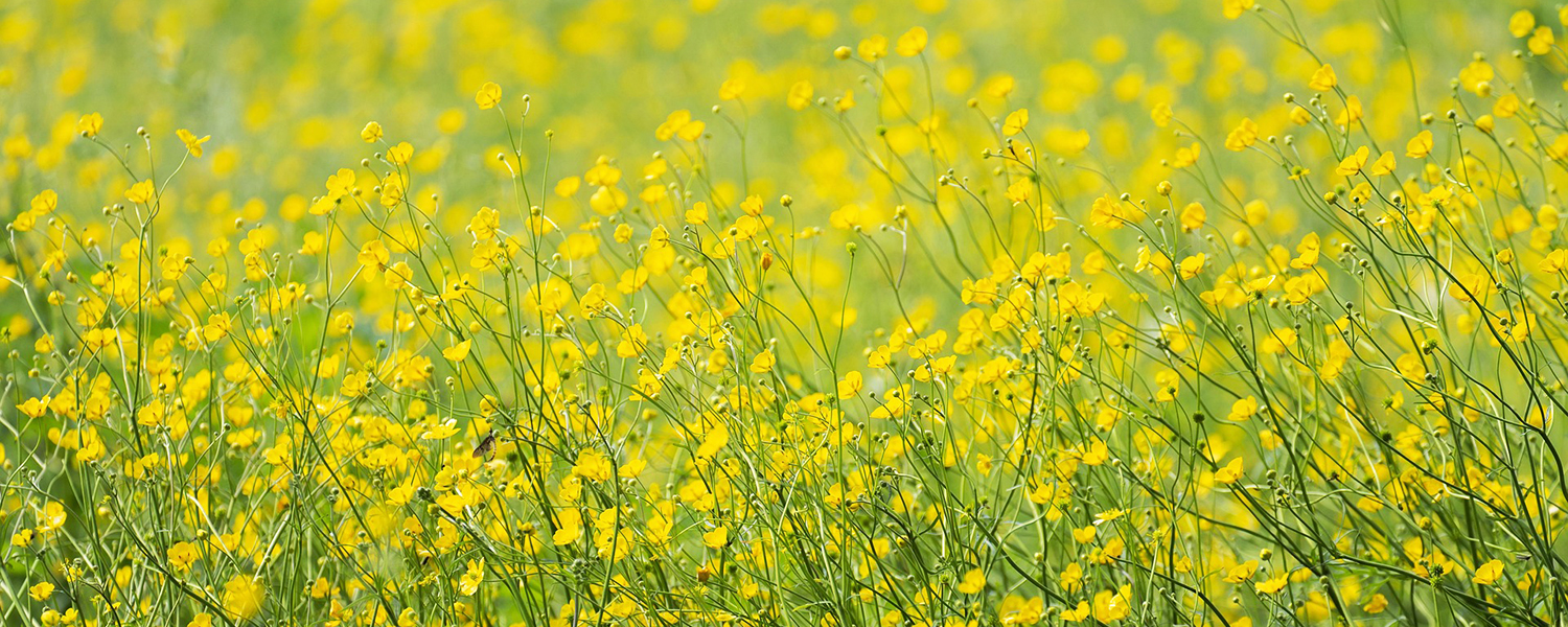 にんしんSOSイメージ